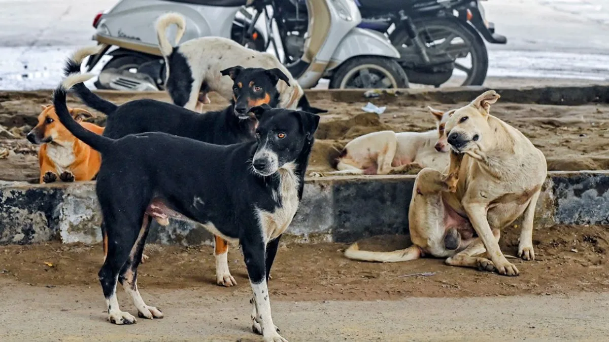 stray-dog-case-what-supreme-court-instructed-states-in