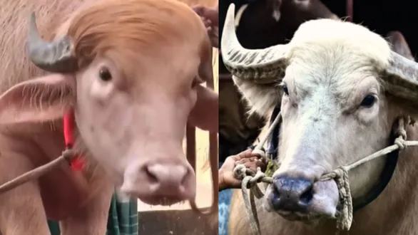 bangladesh-locals-name-buffaloes-after-netanyahu-trump-for-their-unique-look-and-behaviour-viral-video-netizens-react-real-vip