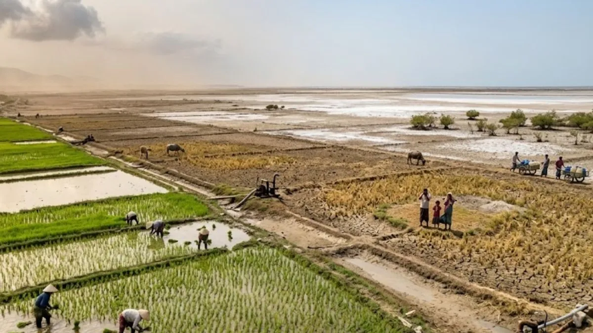 Ran Rice How Rice Farming Is Adding To Climate Change Across The World