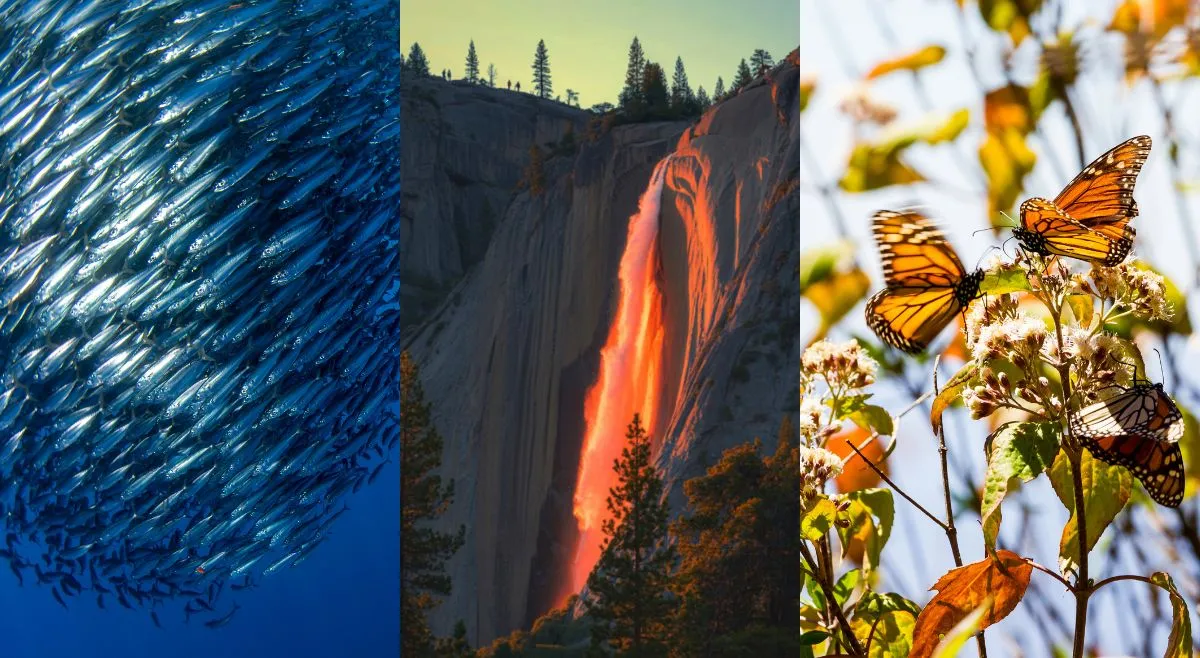 Nature Events Examples 6 Rare Natural Events That Happen Once A Year