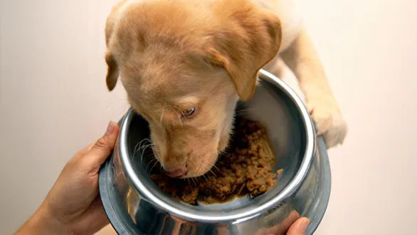 why-indian-pet-owners-are-switching-to-100-natural-fresh-pet-food