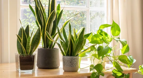 air-purifying-plants-you-should-keep-in-your-bedroom