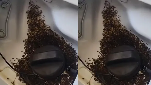 fact-check-does-e20-ethanol-petrol-attract-ants-car-fuel-tank