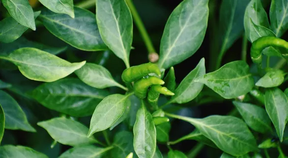 easy-tips-to-grow-green-chilli-plant-in-pots-for-kitchen-garden-at-home