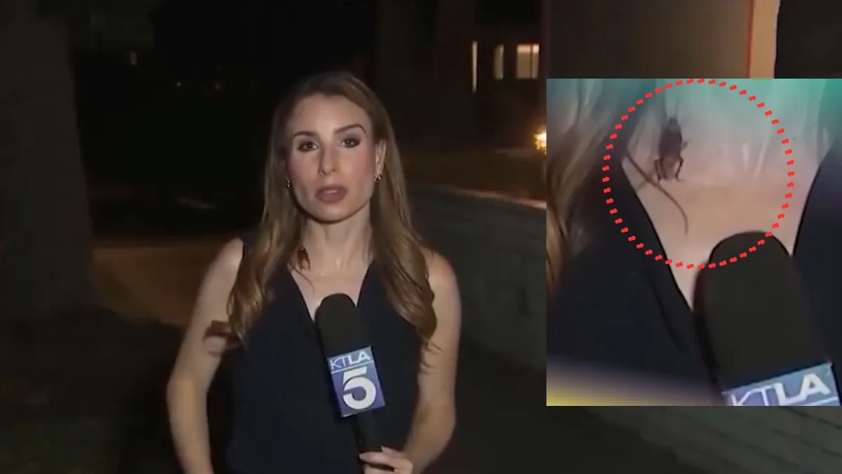 Ultimate Patience Level: Cockroach Crawls On Journalist On Live TV, She Keeps Her Cool