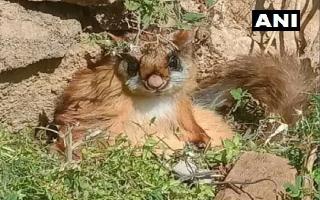 Woolly flying squirrel, presumed extinct around 70 years ago, spotted in Uttrakhand's Gangotri National Park