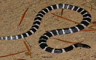 as-death-toll-mounts-to-25-wef-says-snakes-could-be-the-source-for-coronavirus-outbreak