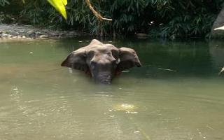 fed-with-firecrackerfilled-pineapples-pregnant-elephant-dies-in-river-in-kerala