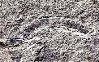 FOUND: Millipede fossil discovered is world's oldest known land animal from over 42,500,000 ago
