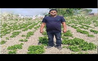 Exclusive | Is Bihar farmer's Rs 1 lakh/kg 'Hop Shoots' vegetable farm fake? Know the truth here