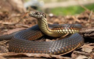 Bizarre! Bihar man chews snake after getting bitten by it; dies of intoxication