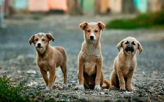 Jagran Explainer: Amid COVID resurgence, what is Parvovirus infection that has affected over 2000 dogs in Maharashtra