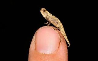 nanochameleon-dubbed-as-worlds-smallest-reptile-discovered-in-madagascar-all-you-need-to-know