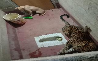caught-on-camera-stray-dog-gets-locked-up-with-a-leopard-inside-a-toilet-heres-what-happened-next