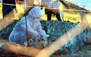 bird-flu-scare-kejriwal-withdraws-order-to-restrict-trade-import-of-chicken-stock-directs-reopening-of-poultry-market-in-delhi