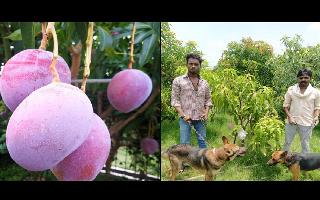 To protect 'world's costliest mango', Madhya Pradesh couple deploys 4 guards and 6 dogs in their orchard