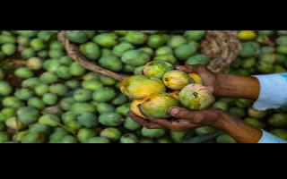 pakistans-mango-diplomacy-rejected-as-32-countries-including-us-china-return-fruit-souvenirs