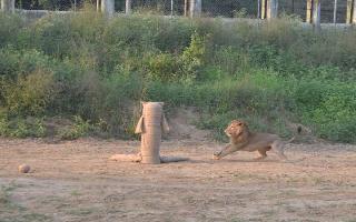 man-goes-too-close-to-african-lions-moat-area-held-police-says-he-was-looking-for-diamonds-watch