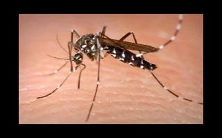 dengue-5-tips-and-home-remedies-to-recover-from-the-health-issue