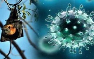 Jagran Explainer: How Centre and Kerala govt are preparing to deal with Nipah virus