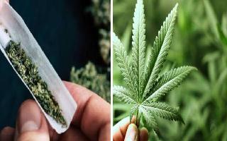 replace-liquor-with-bhang-and-cannabis-chhattisgarh-bjp-mlas-bizarre-advise