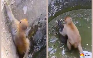 watch-heartwarming-video-of-a-monkey-saving-a-kitten-from-a-muddy-well-is-too-cute-to-miss