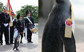 meet-sir-nils-olav-iii-the-penguin-who-got-promoted-to-thirdhighest-ranking-officer-in-norwegian-military