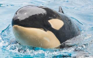 top-10-most-dangerous-predator-animals-in-the-world-apex-predators-killer-whales-jaguar-polar-bear-tiger