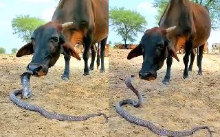 video-of-cow-standing-licking-snake-goes-viral-netizens-divided-on-unusual-bond-watch