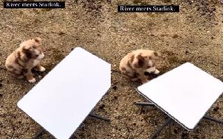 puppy-mirrors-movement-of-starlink-antenna-video-leaves-netizens-with-melted-hearts-watch