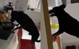 pet-dog-successfully-executes-plan-to-reach-food-bowl-kept-on-kitchen-slab-video-impresses-internet