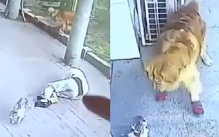 dog-wearing-shoes-takes-revenge-from-cat-for-leaving-man-unconscious-video-leaves-internet-in-splits-watch