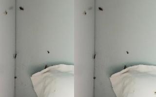 man-shares-picture-of-cockroaches-roaming-near-his-seat-in-train-netizens-irked