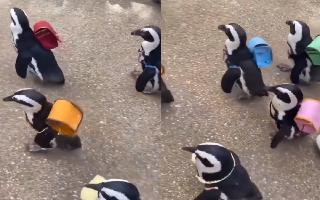 video-of-penguins-with-colourful-backpacks-melts-hearts-on-internet-watch