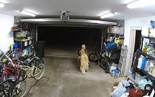 thief-steals-bicycle-worth-1300-after-playing-with-owners-pet-dog-video-goes-viral-watch