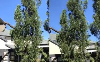 5meter-long-carpet-python-hops-from-rooftop-to-tree-in-australia-video-goes-viral