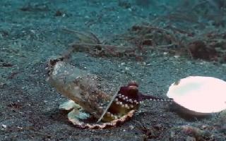 tiny-octopus-trades-plastic-cup-with-sea-shell-offered-by-human-video-amuses-internet