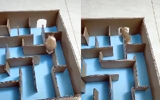 guinea-pigs-outofthebox-strategy-to-solve-maze-impresses-netizens-watch