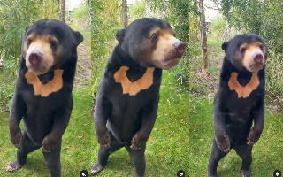 uk-park-refutes-allegations-of-putting-human-in-sun-bears-costume-shares-video-watch
