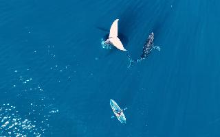 australian-kayaker-shares-rare-footage-of-encounter-with-tail-sailing-humpback-whale-watch-viral-video