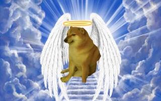cheems-viral-meme-dog-dies-after-battling-cancer-internet-reacts-to-death-of-social-media-sensation