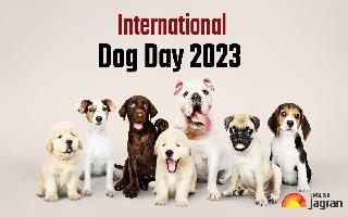 international-dog-day-2023-history-significance-and-other-important-details