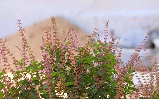 5-amazing-benefits-of-growing-tulsi-plant-at-your-home