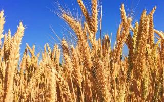 Wheat Prices In India Rise To 6-Month High On Demand, Limited Supply