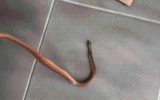 viral-video-venomous-snake-found-under-christmas-tree-internet-questions-is-it-santas-gift