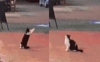 Viral Video: Cat’s Adorable ‘Struggle’ To Catch Snow During Snowfall Melts The Internet