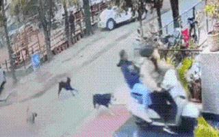 shocking-video-viral-women-riding-scooty-crash-into-house-in-attempt-to-escape-street-dogs-watch