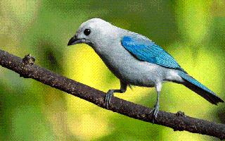 Top 10 Most Beautiful Birds In The World | Gouldian Finch To Scarlet Tanager