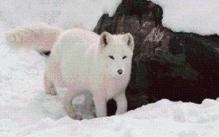 7-animals-that-turn-white-in-winters-hares-to-arctic-foxes