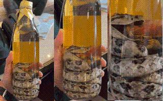 Japan’s Snake Whiskey Leaves Internet Intrigued; Would You Try It? | Viral Video